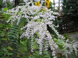 Image result for Tetradenia urticifolia