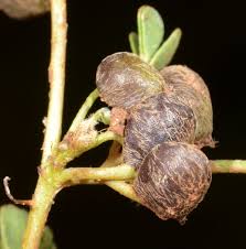 Image result for Marsilea aegyptiaca