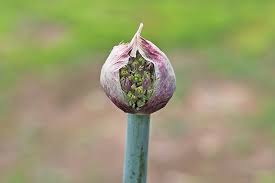 Allium holds its stunning spherical blooms high above the foliage, adding whimsy and drama to your garden. How To Grow And Care For Ornamental Alliums Gardener S Path