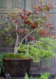 Grace Design Associates Inc Garden Containers Japanese Maple Garden Pottery