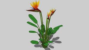 Cacti flower on fresh growth, so if your plant just sits. 3d Warehouse View Model Birds Of Paradise Birds Of Paradise Plant Plants