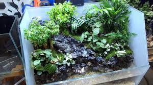 40厘米水陸缸流水瀑布建造流程making A Aquaterrarium Youtube Wood Design Make It Yourself Frog Terrarium