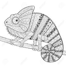 Pin Auf Chamaleon Farben