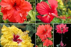 Image result for Hibiscus kirkii