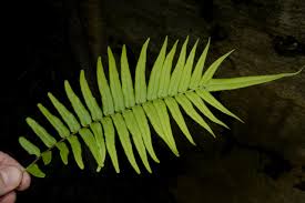 Image result for Pteris catoptera