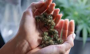 Maybe you would like to learn more about one of these? Michigan Marijuana Dispensary Credit Card Processing