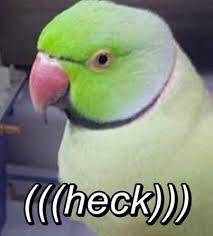 Heck Bird Meme Funny Pictures Animal Memes