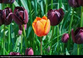 The idea germinated to be black tulip flowers and plant which grew against all odds and the challenging weather conditions grew to be a lush evergreen tree for the region with its perennial floral expressions. Red Flower Among Black Tulips Stock Image 26037986 Panthermedia Stock Agency