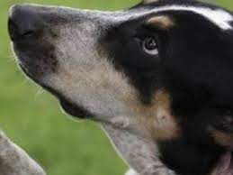 Signora si fa scopare dal cane : Birmingham Filmava La Fidanzata Mentre Faceva Sesso Con I Suoi Cani Uomo Condannato A Pagare Una Multa Ilgiornale It