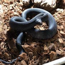 Richard Allen On Instagram Gorgeous Baby Black Pine Snake Already Turning Super Jet Black At Reptile Rapture Www Reptilerapture N Pine Snake Snake Jet Black