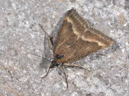 Image result for Pyrausta aerealis