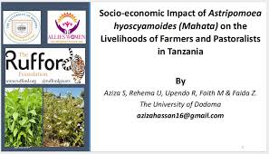 Image result for Astripomoea hyoscyamoides