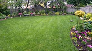 Our 7 step organic lawn care program: Organic Lawn Care Services Lawn Service Washington Tree