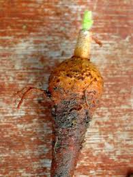 Image result for Cyphostemma hypoleucum