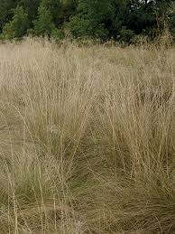 Image result for Eragrostis curvula