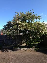 Wait until your tree is dormant to prune it. When Is It Ok To Prune An Overgrown Apple Tree Gardening Landscaping Stack Exchange