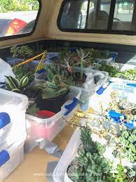 Is that cactus a bastion of potable water, or will you regret your efforts to get past its perilous spines? How To Move Succulents Long Distances Succulents And Sunshine