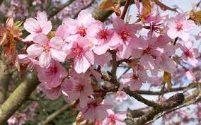 Cherry trees in national mall and memorial parks okame (prunus x 'okame') a small, round headed cherry which blooms with bright pink flowers. Prunus Sargentii Japanese Flowering Cherry Tree For Sale