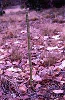 Image result for Cassia burttii