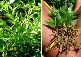 Ayahuasca, iboga, ethnobotanicals, rainforest plants, kambo, shamanic arts, crafts and visions. Dianthera Pectoralis Jacq J F Gmel Colombian Plants Made Accessible