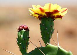 Nopales are rich in pectins, a type of dietary soluble. Opuntia Phaeacantha Wikipedia