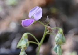 Image result for Desmodium uncinatum