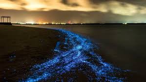 Bioluminescent Beach Puerto Rico Bio Luminescent Waves In The Maldives Where Neon Stars Hit The Beach With The Water They Are Mi Natural Phenomena Natural Wonders Beautiful Places In The World