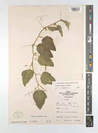 Image result for Cucumis aetheocarpus