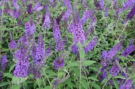 Pin On Planten