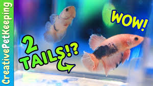 7000 Rare Betta Fish Pair Aquashella Dallas Betta Fish Betta Fish
