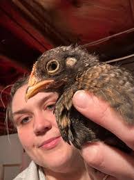 Cindy Poulson's Instagram, Twitter & Facebook