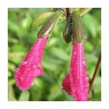 Image result for Satyrium buchananii