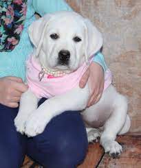 White Labrador Puppy And Puppies For Sale Buy A White Lab Puppy Labrador Retriever White Labrador Labrador Puppy
