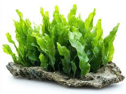 Image result for Cymodocea rotundata