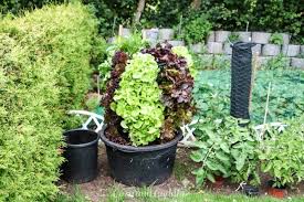 Schnecken Naturlich Bekampfen Salat Aus Dem Garten Im Salat Turm Anleitung Gartnern Auf Kleinem Raum Garten Pflanzen