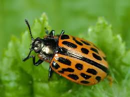 Image result for Blotiella natalensis