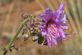 Image result for Mirabilis