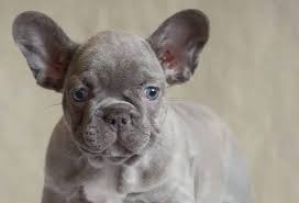 Isabella French Bulldog Guide To The Rarest Lilac Frenchie My Dogs Info