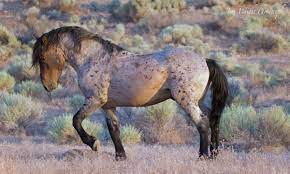 Holidays Bring Loss In Fish Springs Nevada American Wild Horse Campaign