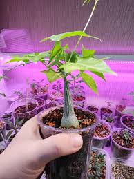 Image result for Cyclantheropsis parviflora