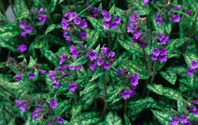 Image result for Boraginaceae