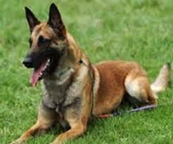 Belcika Malinois Ozellikleri Bakimi Nasil Bir Kopektir