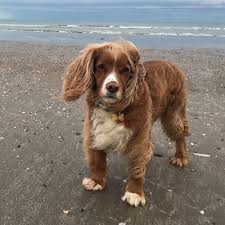 Free for commercial use no attribution required high quality images. Cocker Spaniel Pdsa