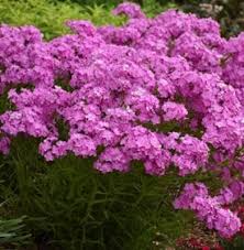 Garden phlox is a herbaceous perennial wildflower native to eastern north america that blooms from late summer to early fall. Phlox Planting Caring For Phlox Flowers In Your Garden Garden Design