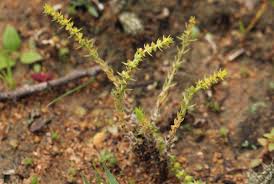 Image result for Crassula lanceolata