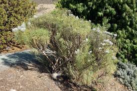 Image result for Phymaspermum