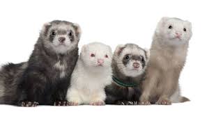 We also have a litter of greyhound type and have had this strain for over 20 years excellent workers. Ferret Colors And Patterns Illustrated Guide 2021 Thepetsavvy Com