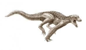 Kaprosuchus (boar crocodile) is a genus of large mahajangasuchid crocodyliform from aptian stage niger. Kaprosuchus Saharicus Crocodiles Prehistoric Animals Prehistoric Wildlife
