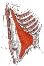 Next to it on both sides of the body is the internal oblique. Transverse Abdominal Muscle Wikipedia