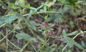 Image result for Hibiscus surattensis